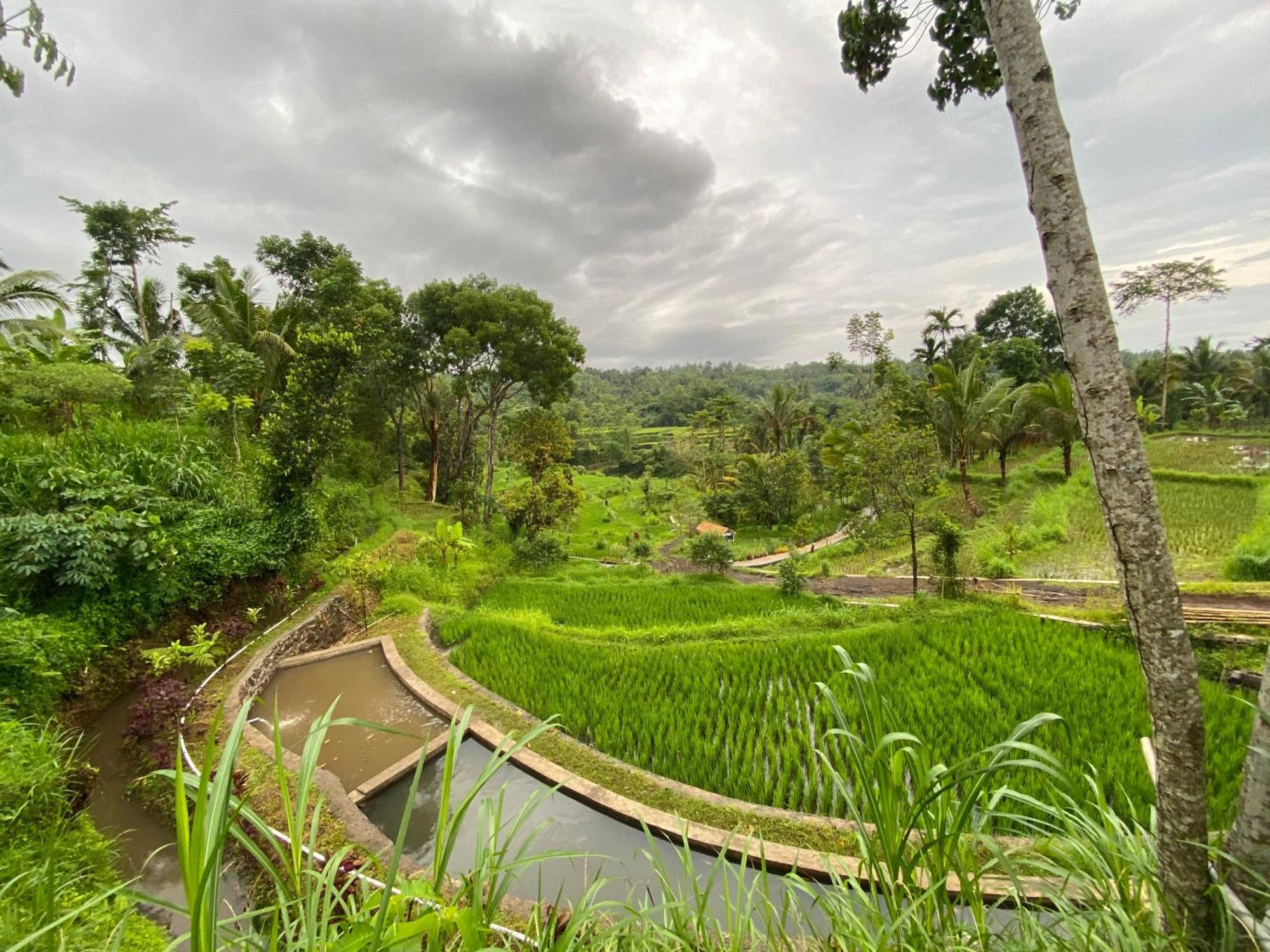The Alam Tetebatu Bungalow & Restaurant ภายนอก รูปภาพ