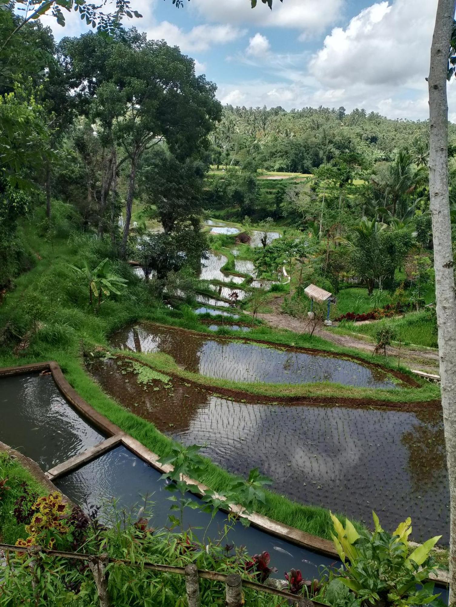 The Alam Tetebatu Bungalow & Restaurant ภายนอก รูปภาพ